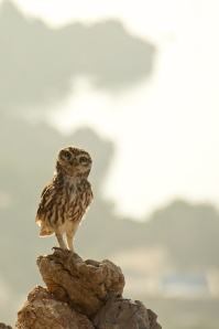 The Little Owl, the most common on the island, keeps an eye on us.  Legend says this owl was a trusty companion of Athena